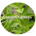 Fadogia agrestis tige Powder Fadogia agrestis Extrait